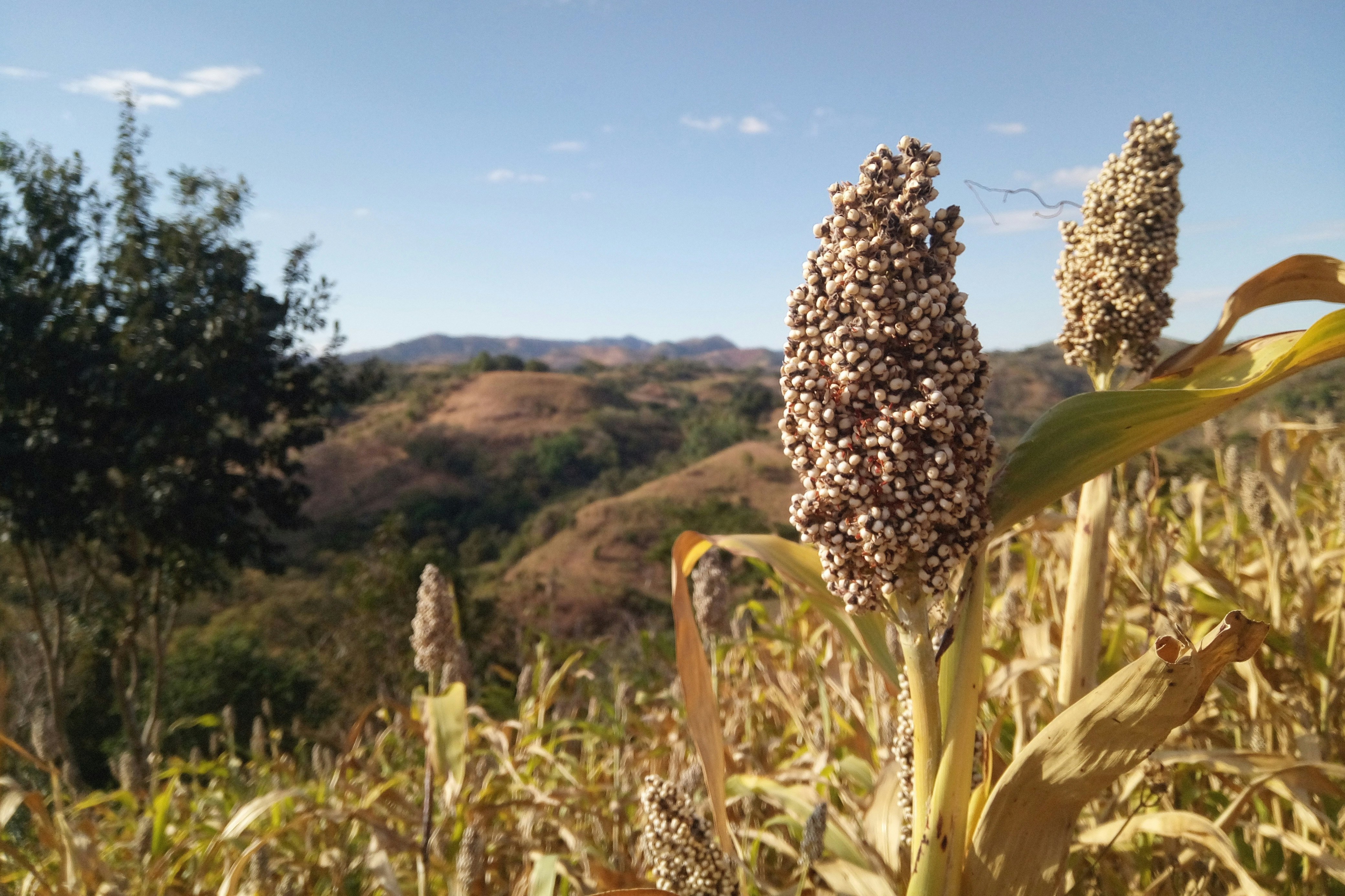 Sorghum grains